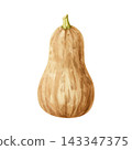 Watercolor butternut squash illustration isolated on white. Orange brown pumpkin drawing in simple style for fall harvest and October designs. Organic farm vegetable 143347375