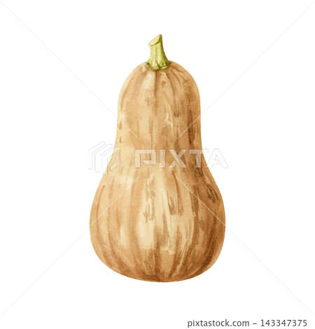 Watercolor butternut squash illustration isolated on white. Orange brown pumpkin drawing in simple style for fall harvest and October designs. Organic farm vegetable Watercolor butternut squash illustration isolated on white. Orange brown pumpkin drawing in simple style for fall harvest and October designs. Organic farm vegetable 143347375