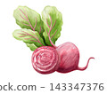 Red beetroot with green leaves watercolor illustration isolated on white. Whole and sliced kohlrabi or radish vegetable artwork in simple style for culinary and recipe designs. Vegetarian food sketch 143347376