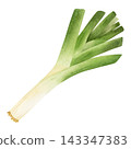 Watercolor leek illustration isolated on white. Green ripe vegetable artwork in simple style. Hand drawn organic food for vegetarians and vegans 143347383
