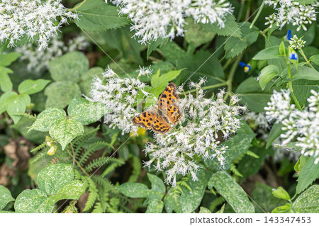 Comma sucking nectar of flowers Comma sucking nectar of flowers 143347453