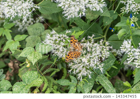 Comma sucking nectar of flowers 143347455
