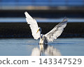 Great egret aiming for fish 143347529