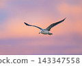 Black-tailed gull flying in the morning glow 143347558