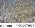 Moon jellyfish washed up on the tidal flats 143347604