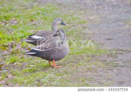 綠頭鴨橫渡公園池塘。 綠頭鴨橫渡公園池塘。 143347734