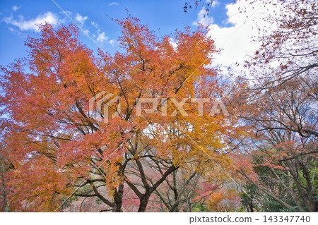 Autumn sky and autumn leaves Autumn sky and autumn leaves 143347740
