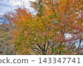 Momiji who changed leaves 143347741