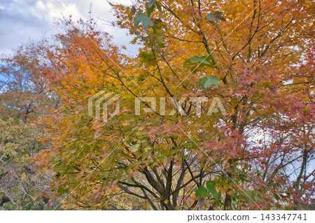 Momiji who changed leaves 143347741