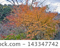Momiji who changed leaves 143347742