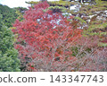 Maple leaves which turned red leaves 143347743