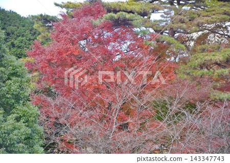 楓葉離開了紅葉 楓葉離開了紅葉 143347743