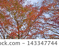 Bright red autumn leaves 143347744
