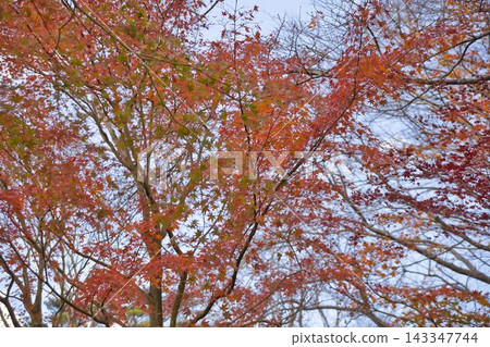 Bright red autumn leaves Bright red autumn leaves 143347744