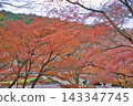 Momiji who changed leaves 143347745