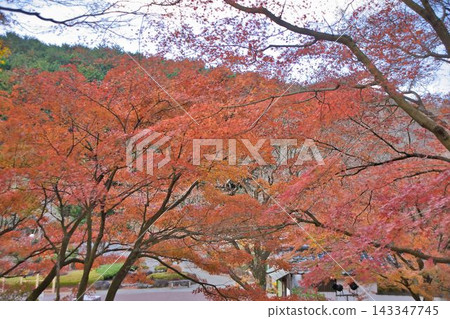 Momiji who changed leaves Momiji who changed leaves 143347745