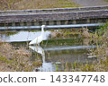 Great egret walking on the river 143347748
