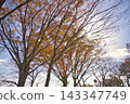 A big tree of Zelkowa foliage 143347749