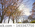 A large zelkova tree with autumn leaves and the sun. 143347750