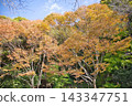 Autumnal leaves 143347751