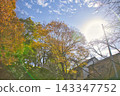 Autumn leaves and trees bathed in sunlight 143347752