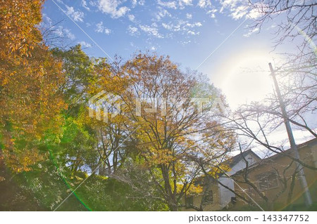 Autumn leaves and trees bathed in sunlight Autumn leaves and trees bathed in sunlight 143347752