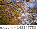 Autumn leaves trees 143347753