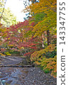 A stream colored with autumn leaves 143347755