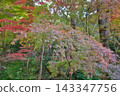 Maple leaves which turned red leaves 143347756