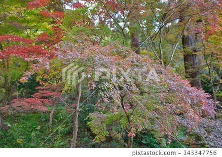 楓葉離開了紅葉 楓葉離開了紅葉 143347756