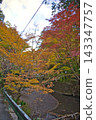 A bridge surrounded by the autumn leaves of the Mizusawa Momiji Valley in autumn 143347757