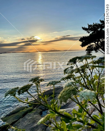 夕陽下的大海,以及透過白色花朵看到的光跡 夕陽下的大海,以及透過白色花朵看到的光跡 143347849