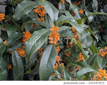 橙色的桂花正在盛開 橙色的桂花正在盛開 143347913