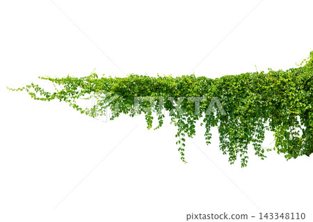 Green vine leaves climbing plant creeping plant hanging down isolated on transparent background PNG, nature tropical foliage border for design and composite. Green vine leaves climbing plant creeping plant hanging down isolated on transparent background PNG, nature tropical foliage border for design and composite. 143348110