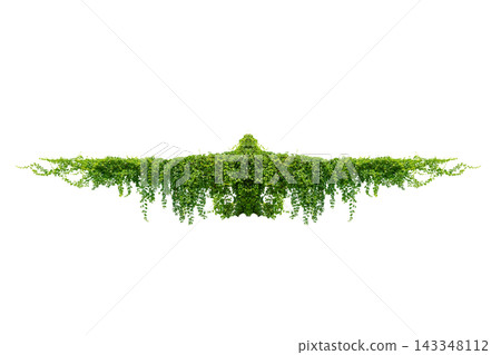 Green vine leaves climbing plant creeping plant hanging down isolated on transparent background PNG, nature tropical foliage border for design and composite. Green vine leaves climbing plant creeping plant hanging down isolated on transparent background PNG, nature tropical foliage border for design and composite. 143348112