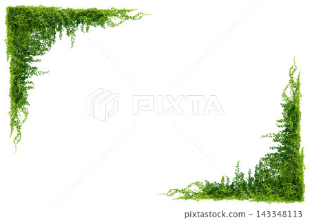 Green vine leaves frame border isolated on transparent background PNG, nature tropical foliage climbing plant hanging down top and side border for design. Green vine leaves frame border isolated on transparent background PNG, nature tropical foliage climbing plant hanging down top and side border for design. 143348113