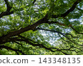 The Giant Rain Tree in Kanchanaburi, Thailand, a century old tree renowned for its enormous canopy, sprawling branches, and tranquil natural surroundings. 143348135