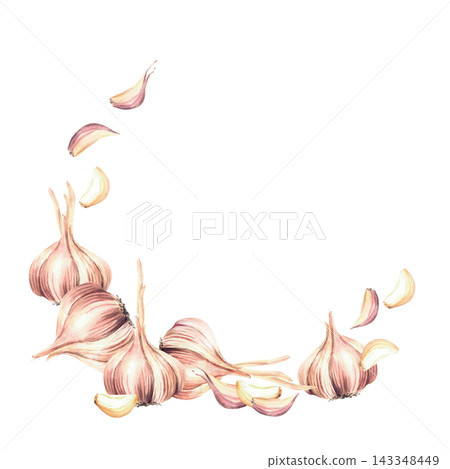 Garlic semicircular frame with whole bulbs and cloves. Realistic hand painted watercolor botanical illustration, isolated on white with copy space for food labels, vegetable packaging and seasoning. Garlic semicircular frame with whole bulbs and cloves. Realistic hand painted watercolor botanical illustration, isolated on white with copy space for food labels, vegetable packaging and seasoning. 143348449