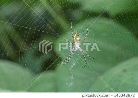 Argiope spider Argiope spider 143348678