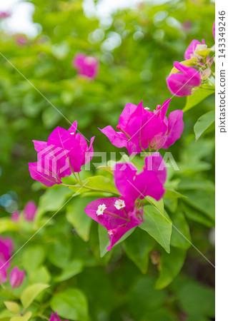 Rich magenta bougainvillea blooms teal green bokeh lush tropical garden vibrant sunlit flower cluster. Wellness botanical mindful nature. Calm vivid restorative bloom Rich magenta bougainvillea blooms teal green bokeh lush tropical garden vibrant sunlit flower cluster. Wellness botanical mindful nature. Calm vivid restorative bloom 143349246