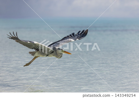Grey heron soaring wings spread calm turquoise tropical lagoon bright sky wild coastal bird flight. Adventure wildlife nature freedom. Graceful motion birdwatching Grey heron soaring wings spread calm turquoise tropical lagoon bright sky wild coastal bird flight. Adventure wildlife nature freedom. Graceful motion birdwatching 143349254