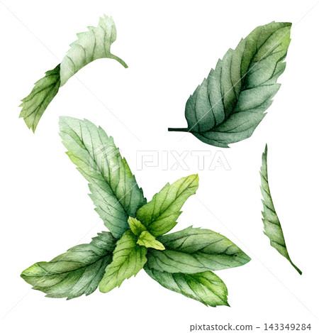 Watercolor Mint Leaves Botanical Clipart Set Hand Painted Fresh Herb Collection Watercolor Mint Leaves Botanical Clipart Set Hand Painted Fresh Herb Collection 143349284