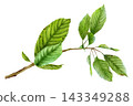Watercolor Cherry Tree Branch with Green Leaves Botanical Clipart 143349288