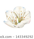 Watercolor Cherry Blossom Flower Botanical Clipart 143349292