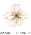 Watercolor Cherry Blossom Flower Clipart Botanical Illustration 143349293