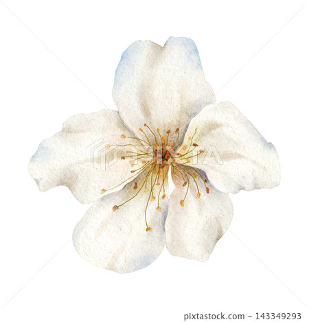 Watercolor Cherry Blossom Flower Clipart Botanical Illustration Watercolor Cherry Blossom Flower Clipart Botanical Illustration 143349293