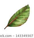 Watercolor Cherry Leaf Botanical Clipart Illustration 143349307