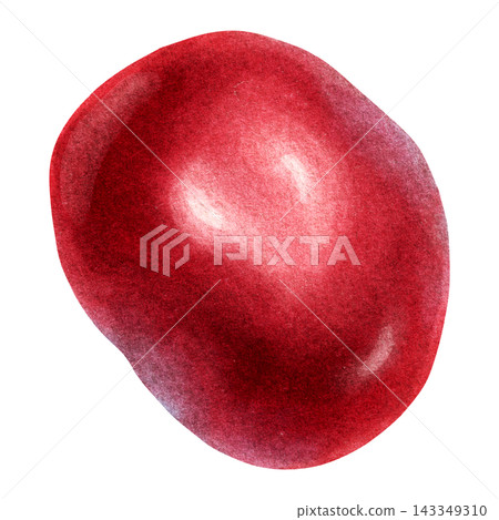 Watercolor Sweet Cherry Botanical Fruit Clipart Watercolor Sweet Cherry Botanical Fruit Clipart 143349310