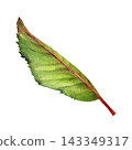 Watercolor Cherry Leaf Botanical Clipart Illustration 143349317