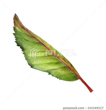 Watercolor Cherry Leaf Botanical Clipart Illustration Watercolor Cherry Leaf Botanical Clipart Illustration 143349317